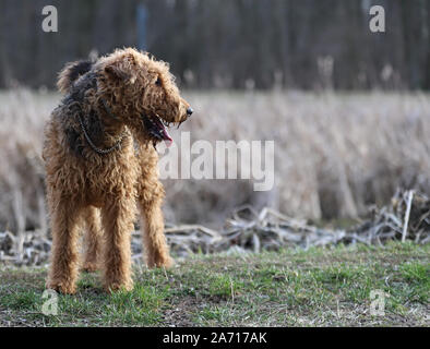 dog on grass, Airedale terrier, portrait dog, dog in park Stock Photo
