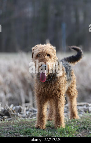dog on grass, Airedale terrier, portrait dog, dog in park Stock Photo