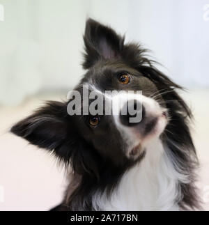 border collie in front of white background Stock Photo