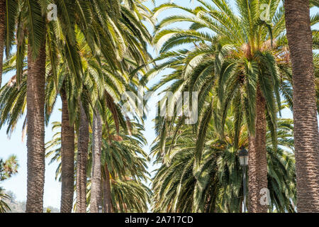 palm trees and blue sky - palm tree alley way  - Stock Photo