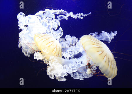 The South American sea nettle (Chrysaora plocamia) is a species of jellyfish from the family Pelagiidae. It is found from the Pacific coast of Peru, south along Chile's coast to Tierra del Fuego, and north along the Atlantic coast of Argentina, with a few records from Uruguay.