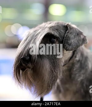 Portrait of a beautiful thoroughbred dog, blurred background, schnauzer