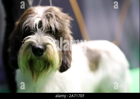 miniature schnauzer in nature, beautiful thoroughbred dog Stock Photo