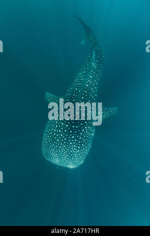 A whale shark, Rhincodon typus, slowly swims through beams of sunlight in Indonesia. This is the largest known extant fish species on Earth. Stock Photo