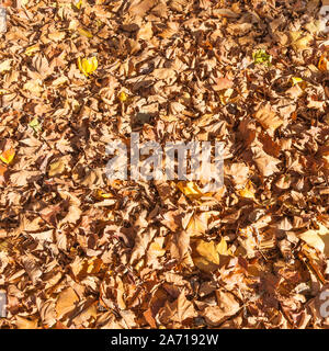 Fallen leaves from a Maple tree in a Vancouver city park on an October day Stock Photo