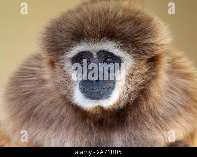 Lar gibbon Hylobates lar also known as the white-handed gibbon          CAPTIVE Stock Photo