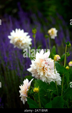 dahlia cafe au lait,perovskia atriplicifolia little spire,blue,white,flower,flowers,flowering,mix,mixed planting scheme,perennial border,RM Floral Stock Photo