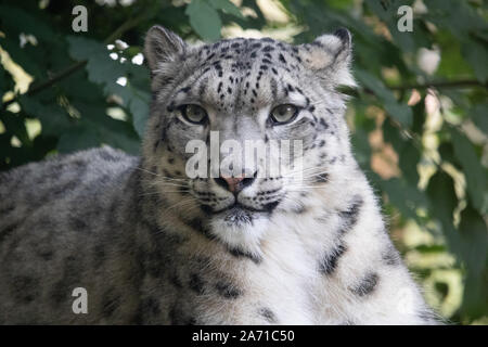 Female Snow Leopard, Taïga portrait (Panthera uncia)
