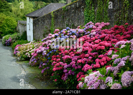 Hydrangea macrophylla,mophead hydrangea,blue,purple,pink,red,mix,mixed,colors,colours,flower,flowers,inflorescence,hydrangeas,walled garden,RM Florall Stock Photo