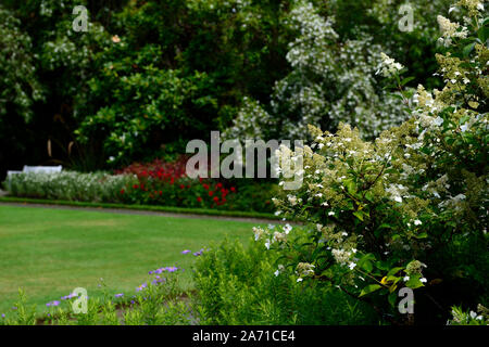Hydrangea paniculata,white,flower,flowers,inflorescence,hydrangeas,walled garden,RM Floral Stock Photo