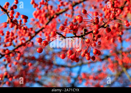 Red Hawthorn berries against blue sky on a sunny day of October. Shallow depth of field. Stock Photo