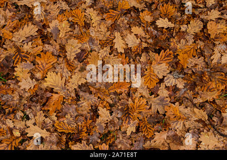 Dry oak leaves background. Fallen autumn leaves on the ground Stock Photo