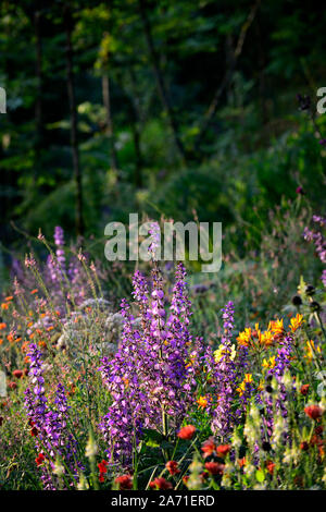 Salvia sclarea,clary,clary sage, biennial,short-lived herbaceous perennial,flowers,flowering,lilac,purple,RM Floral Stock Photo
