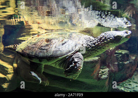 The common snapping turtle (Chelydra serpentina) is a large freshwater turtle of the family Chelydridae. Its natural range extends from southeastern Canada, southwest to the edge of the Rocky Mountains, as far east as Nova Scotia and Florida. Stock Photo