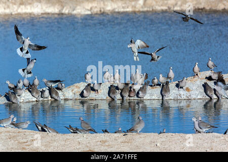 A flock of Cape Turtle Doves (Streptopelia capicola) feeding on a swarm of flies at a waterhole in Etosha National Park in Namibia, Africa. Stock Photo