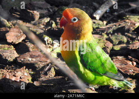 Lilian's lovebird (Agapornis lilianae), also known as Nyasa lovebird is sitting on the ground Stock Photo