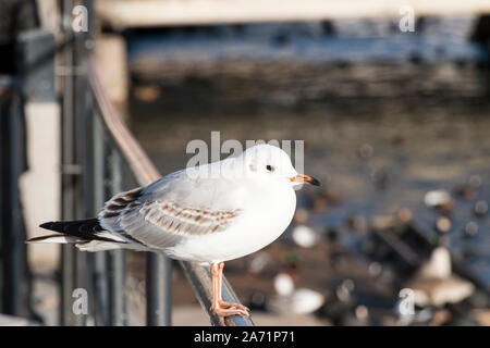 Bird standing on a handrail next to the Stockholm river in the city on a sunny winter day. Stockholm, Sweden 2019 Stock Photo