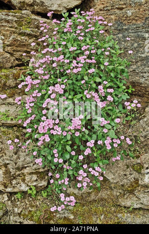 flowering plant of rock soapwort grew on a stone Stock Photo