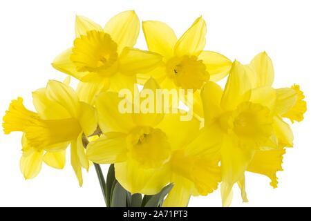 Daffodils on white background Stock Photo