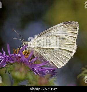 Pieris rapae, Small cabbage white butterfly on aster Stock Photo