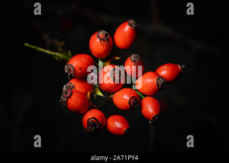 Ripe rose hip on black background Stock Photo