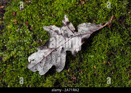 dried withered leaves in late fall Stock Photo