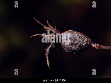 dried withered rose hip on black background Stock Photo