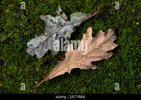 dried withered leaves in late fall Stock Photo