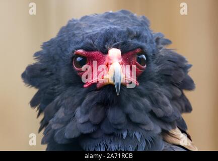 Bateleur eagle, animal portrait Stock Photo