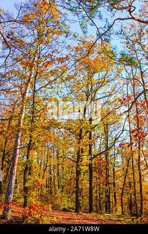 Vertical photography of the autumn trees with colorful fall leaves. Autumn forest, fall foliage. Blue sky above the tree branches. Season of the year. Autumnal landscape. Stock Photo