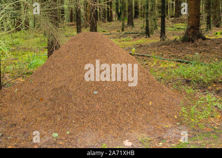 anthill of the red forest ants formica