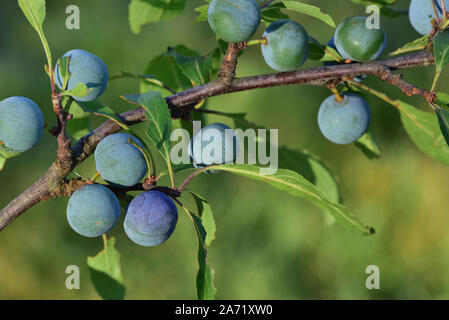 Blue sloes grow on a branch of the sloe tree in front of green background in nature Stock Photo