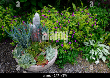 Alpine Container Display alpine,alpines,trough,troughs,display,container,gardening,garden ...