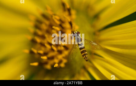 A hover fly from above on a yellow blossom in summer Stock Photo