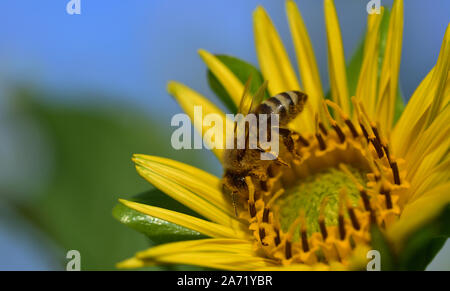 Closeup of a yellow brown striped honeybee sitting on a yellow sunflower with pollen in front of blue sky Stock Photo