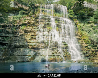 Dog is having fun under the Alferello creek waterfall. Alfero, Forlì-Cesena, Emilia Romagna, Italy. Stock Photo