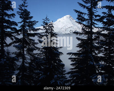Snow covered Mt. Hood in Oregon seen through some fir trees. A fog bank hangs below the mountain. Stock Photo