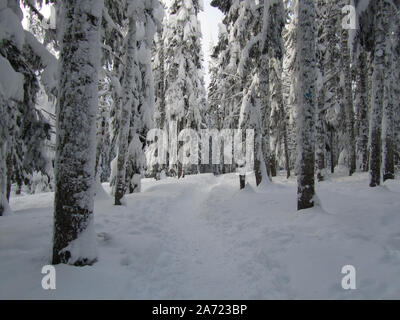 Winter snow trail through the woods. Snow covered trees line a pounded in trail. High winds cause snow to stick to the sides of the trees. Stock Photo