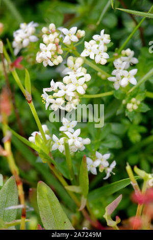 Heath Bedstraw - Galium saxatile  Heath & Moorland flower Stock Photo