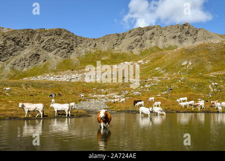 A herd of cows grazing and refreshing on the shore of Pic d'Asti Lake in Colle dell'Agnello mountain pass in late summer, Chianale, Piedmont, Italy