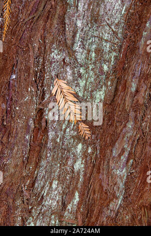 Coast Redwood - Sequoia sempervirens  Detail of trunk with leaf and lichen Stock Photo
