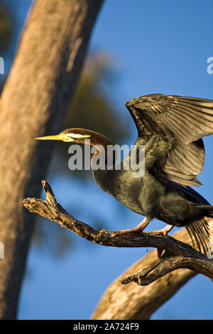 Australasian Darter (Anhinga novaehollandiae), wings outstretched, about to launch into flight, This bird photographedd in an old dead tree above the Stock Photo