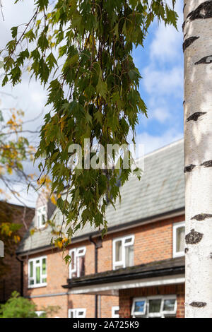 Cut-leaf Silver Birch (Betula pendula 'Dalecarlica') street tree, Hammersmith, London W6 Stock Photo