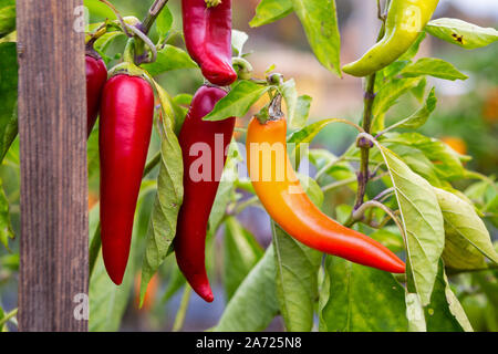 Fresh jalapeño peppers on the plant Stock Photo