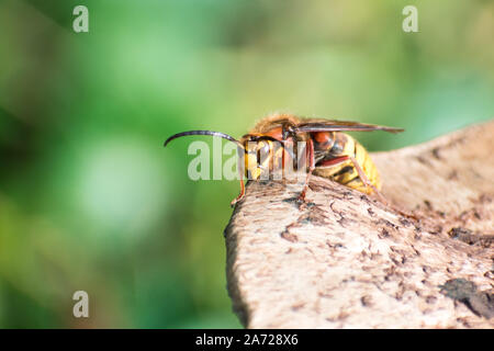 Close up of a European Hornet (Vespa crabro) walking along the ridge of a mushroom, photographed in the West Sussex countryside in England, UK. Stock Photo