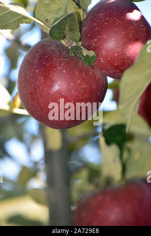 Oak Glen Stock Photo