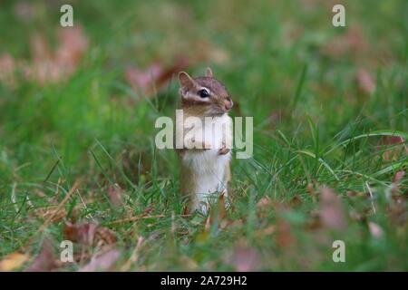 A cute little eastern chipmunk standing in the grass taking a look around in Fall Stock Photo