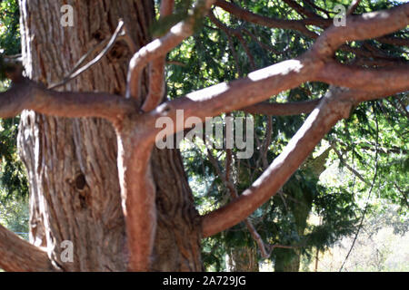 Wooded Forest in Oak Glen Stock Photo