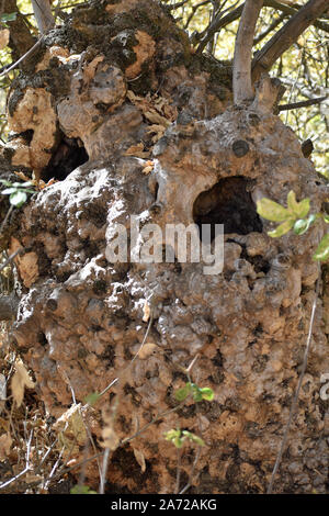 Hole in a Tree Trunk Stock Photo