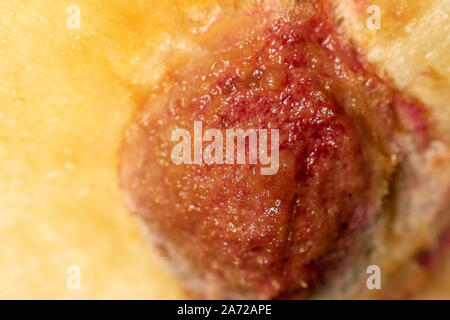 One half of fresh red plum macro isolated Stock Photo